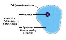 Membranes and More... - Cells & Organelles